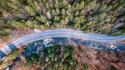 的俯瞰道路中间的树木
